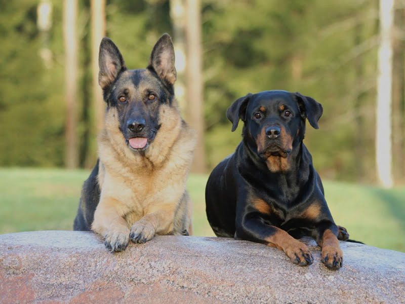 Dua anjing duduk di batu besar 